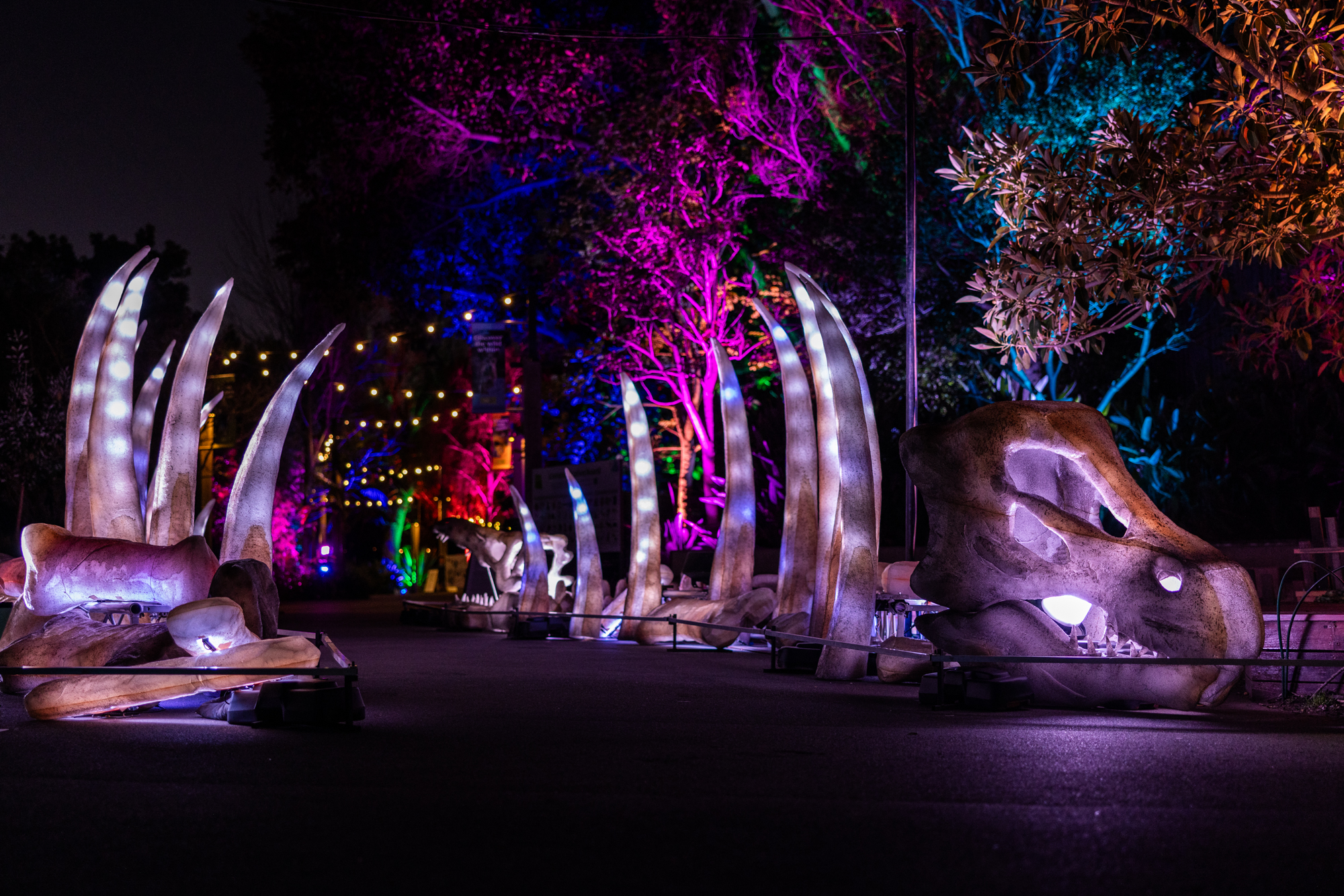 Universal Kingdom: Prehistoric Nights at Adelaide Zoo